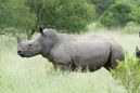 White Rhinoceros