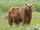 African Brown Bear