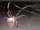 Albino spider (SciiFii)