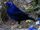 American bowerbird (SciiFii)