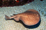 One of 10 species of rays on the island, it is hunted for food on the island, but is still thriving and is tolerating human activities, as well as adapting to freshwater habitats, and was also introduced to mainland USA's rivers, lakes, and man-made waterways, as a result they became overabundant