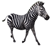 Grant's zebra