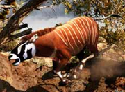 Stripe-Headed Tapir