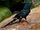 American wood hoopoe (SciiFii)