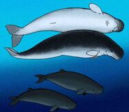 Denebola Brachycephala is a Ancient Relative of The Beluga that is found in South America, The Caribbean and many other islands. Praekogia is a Ancient Pygmy Sperm Whale Specie That is Found In Australia and Antarctica.