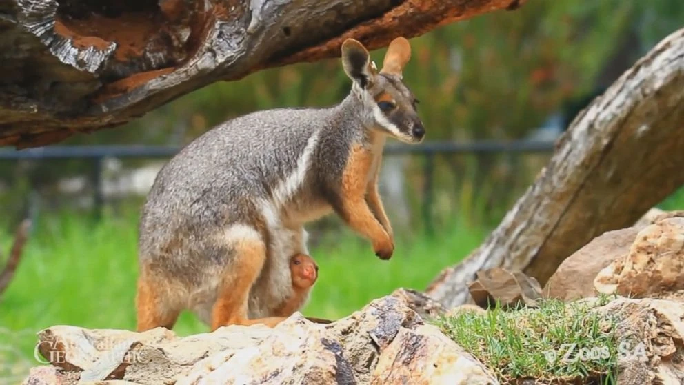 Tree Wallaby | Fanon Wiki | Fandom
