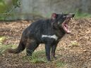 Tasmanian Devil