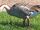 Black-fronted goose (SciiFii)