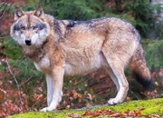 Imperial gray wolf (SciiFii)
