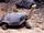 Pinta Island tortoise (SciiFii)