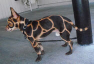 Giraffe Chihuahua, a very popular breed of this island and worldwide due to its colorations and patterns like a giraffe.