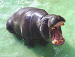 Pygmy hippopotamus, unlike their larger relatives, they are very friendly towards humans (also unlike their African counterparts), they are also adapting to human settlements and tolerating human activities, and as a result they became overabundant, they same thing is happening to their introduced populations in Australia (where they are becoming an invasive species) and North America