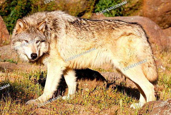 Australian Wolf | Wiki |