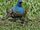 American Blue Quail