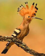 American hoopoe (SciiFii)