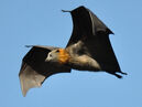 Flying fox flying near Marysville, California