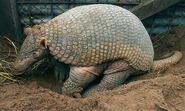 Giant Armadillo