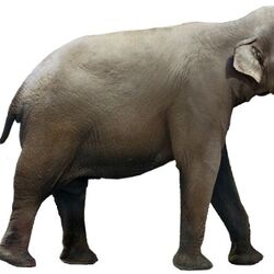 African elephant (SciiFii), Fanon Wiki