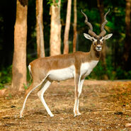 American brownbuck