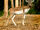 Domestic Blackbuck