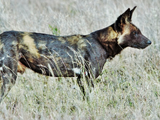 South American wild dog (SciiFii)