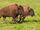 African Bison