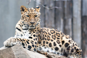 Amur leopard