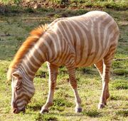 Golden Zebra