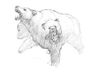 A drawing of a Rare Three Headed Bear