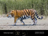 Caspian Tiger