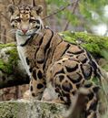 Clouded leopard, one of the introduced species of Dwarf Island, common in the forests and mountains of the island.