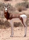 Dama gazelle, one of the introduced species of Typhoon Island, common in the grasslands of the island.