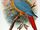 Antillean macaw (SciiFii)
