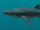 Killer whale shark (SciiFii)