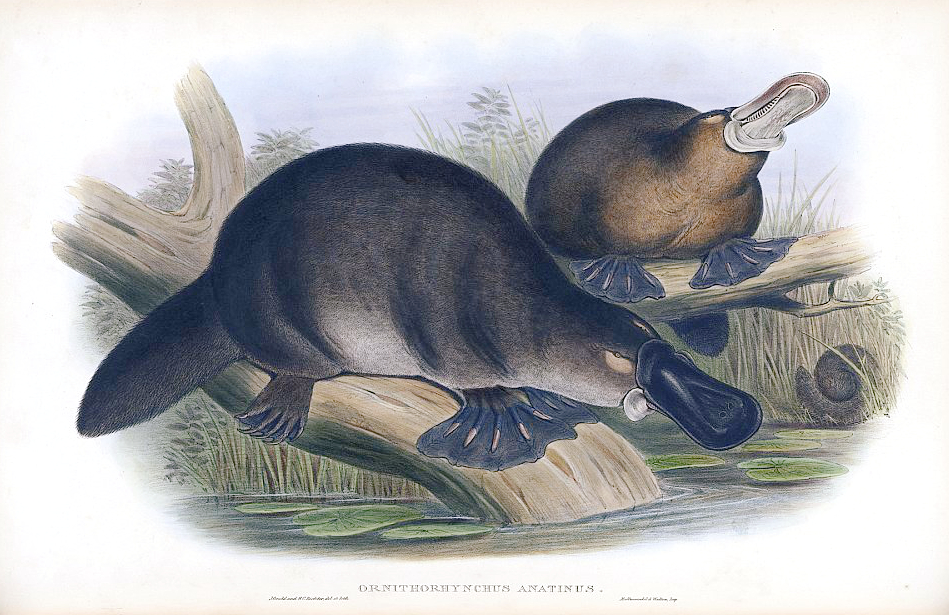 Platypus | Fanon Wiki | Fandom Platypus | Fanon Wiki | Fandom