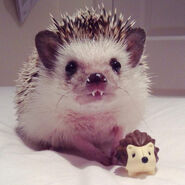 The Vampire Hedgehog is a Common Hedgehog That Grows 3 Centimeter Teeth.