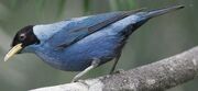 North American honeycreeper (SciiFii)