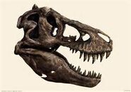 T.Rex Skull Found with a Guanlong and V-Rex Skull