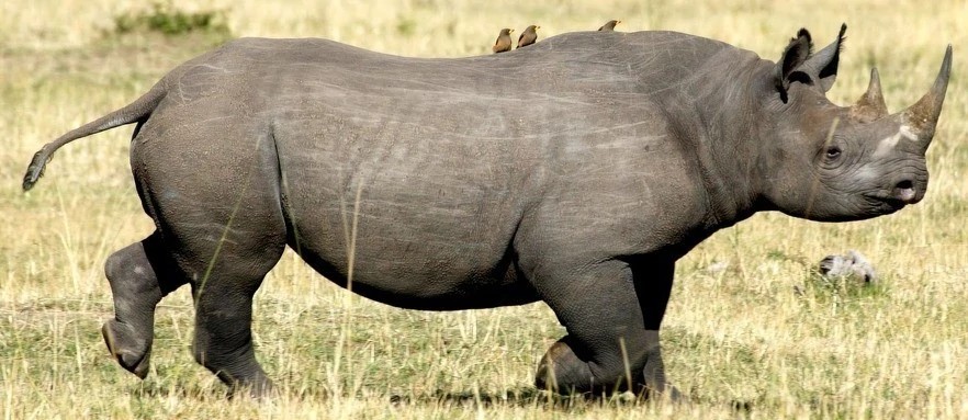 west african black rhinoceros