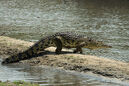 Nile crocodile