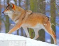 Northern Rocky Mountain wolf (Canis lupus irremotus)