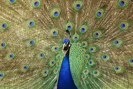 Anshojian Peafowl
