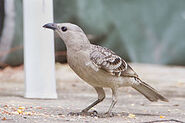 Great bowerbird, a species of songbird native to Australia. It can outcompete some native songbirds.