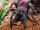 Green-legged tarantula (SciiFii)
