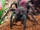 Green-legged tarantula (SciiFii)