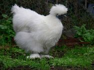 Silkie is one of Three Chicken Species That's Super Common on this island.