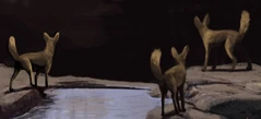 This small group of waheelas were prepared to attack an approaching pair of Southern Rocky Mountain wolves in order to protect their pack.