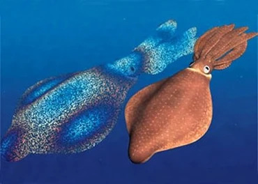 The autumnal equinox marks the start of the mating season for rainbow squid. Males set the sea ablaze with their vivid displays of color and light.