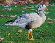 Bar-headed goose, a species of wild goose native to Asia. It can outcompete some populations of native geese.