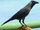 American house crow (SciiFii)